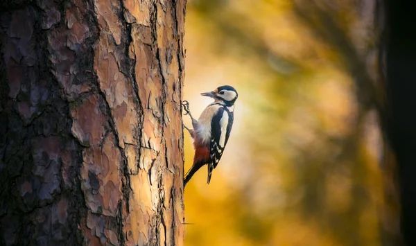 Great spotted woodpecker male perched on tree looking for food in golden autumn. Cute common park bird in wildlife. — Stock Photo, Image