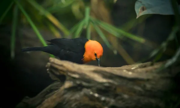 Merlo dalla testa scarlatta, Amblyramphus holosericeus, uccello nero con testa rosso arancio nella foresta tropicale della giungla . — Foto Stock