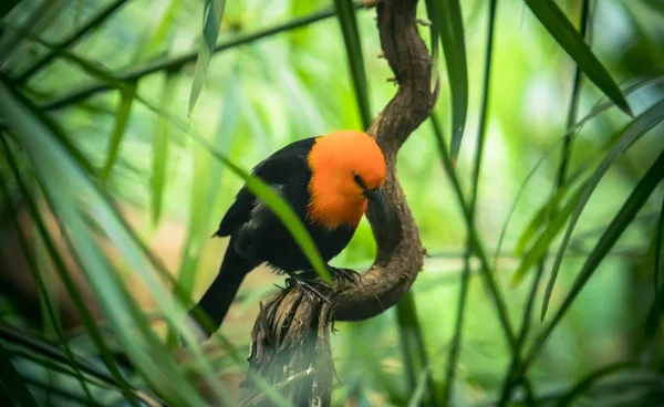 Scarlet-headed Blackbird, Amblyramphus holosericeus, černý pták s oranžovou červenou hlavou v tropickém pralesním lese. — Stock fotografie