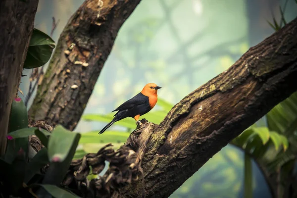 Mirlo de cabeza escarlata, Amblyramphus holosericeus, pájaro negro con cabeza roja anaranjada en el bosque tropical de la selva . —  Fotos de Stock