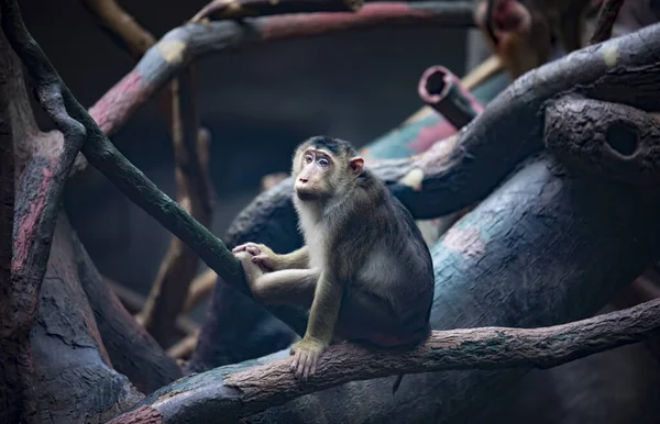 Un groupe de jeunes macaques à queue de cochon du Sud Macaca néestrina, singes du Vieux Monde de taille moyenne . — Photo