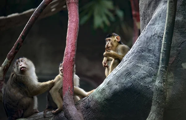 Группа молодых южных свинохвостых макаков Макака Неместрина, обезьян среднего размера из Старого Света . — стоковое фото