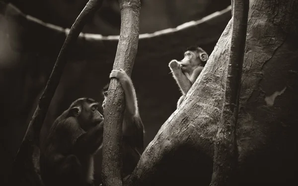 A group of young Southern pig-tailed macaque Macaca nemestrina, medium-sized Old World monkeys. — 스톡 사진