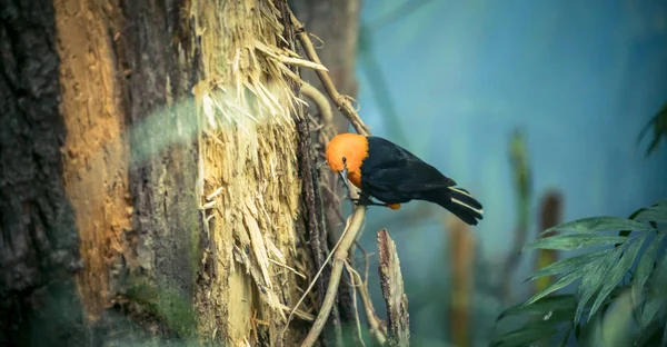 Mirlo de cabeza escarlata, Amblyramphus holosericeus, pájaro negro con cabeza roja anaranjada en el bosque tropical de la selva . —  Fotos de Stock