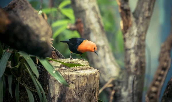 Mirlo de cabeza escarlata, Amblyramphus holosericeus, pájaro negro con cabeza roja anaranjada en el bosque tropical de la selva . — Foto de Stock