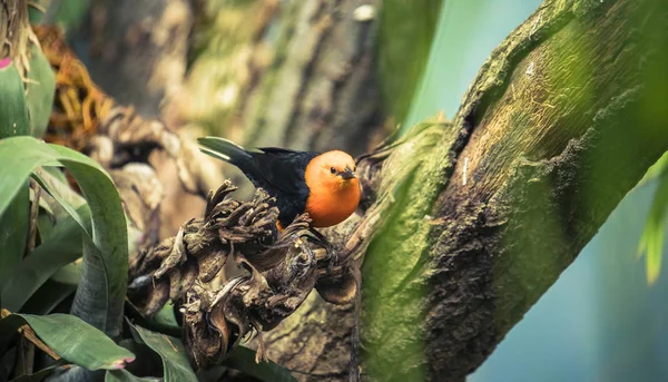Mirlo de cabeza escarlata, Amblyramphus holosericeus, pájaro negro con cabeza roja anaranjada en el bosque tropical de la selva . —  Fotos de Stock
