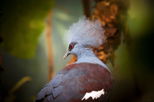 Pombo coroado do sul Goura scheepmakeri sclateri. Pássaro de vida selvagem . — Fotografia de Stock