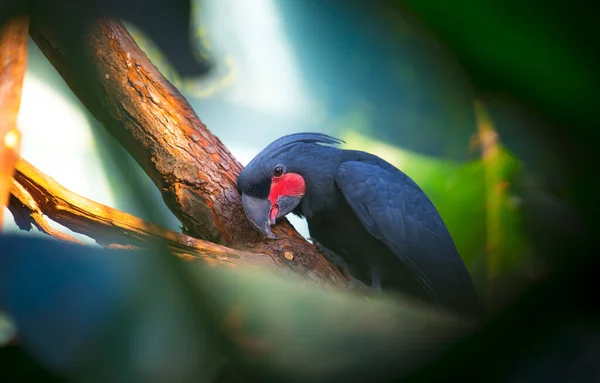 Palm Cockatoo Parrot Probosciger aterrimus en la naturaleza circundante, Bali, Indonesia . —  Fotos de Stock