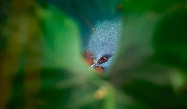 Pombo coroado do sul Goura scheepmakeri sclateri. Pássaro de vida selvagem . — Fotografia de Stock