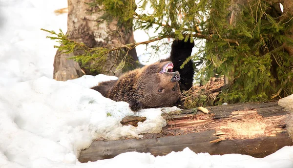 Oso pardo salvaje en la nieve. Bosque de invierno. Nombre científico: Ursus arctos. Hábitat natural Temporada de invierno —  Fotos de Stock