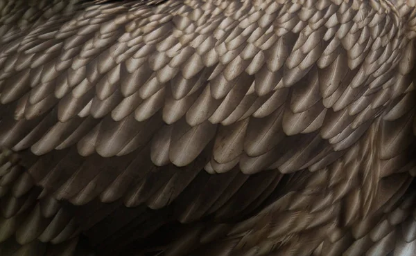 枝にフード付きのハゲタカ、羽の構造、羽の詳細. — ストック写真
