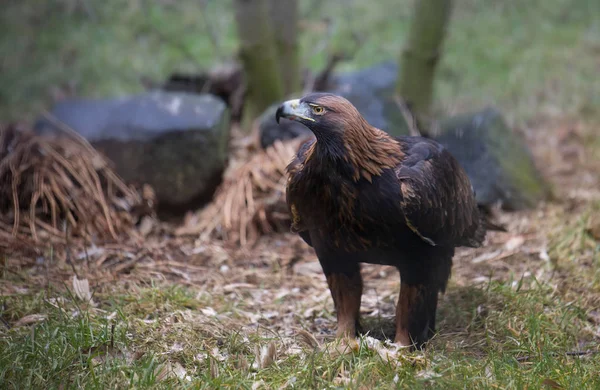 Golden Eagle against a background of green foliage Golden Eagle Golden Eagle aquila chrysaetos — Stock Photo, Image