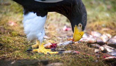 Steller 'in deniz kartalı Haliaeetus pelagicus yırtıcı kuşu balık yer.