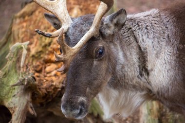 Finnish Forest Reindeers eating dried leaves with colors of autumn in background, Rangifer tarandus fennicus clipart