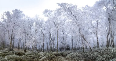 Buz ve buzla kaplı ormandaki şaşırtıcı ve gizemli buzlu ağaçlar, hepsi beyaz ve sisle kaplı.