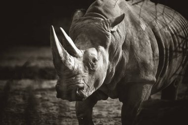 Ceratotherium simum cottoni, simum, Diceros bicornis michaeli, beyaz gergedan, tehlike altındaki türlerdir.