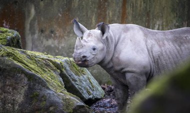 Ceratotherium simum cottoni, simum, Diceros bicornis michaeli, beyaz gergedan, tehlike altındaki türlerdir.