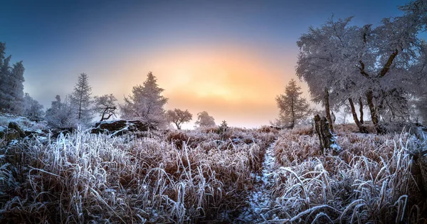 Amazing winter view of frosted trees and rock at sunrise — 图库照片