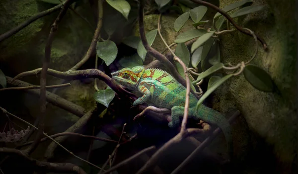 Pantera Kameleon Furcifer Pardalis Zdjęcia Zoo — Zdjęcie stockowe