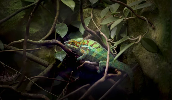 Panter Bukalemunu Furcifer Pardalis Bes Fotoğrafı Hayvanat Bahçesi — Stok fotoğraf