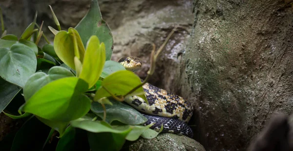 Liguascan Snake Leioheterodon Madagascariensis Che Erge Sopra Sottobosco Della Giungla — Foto Stock