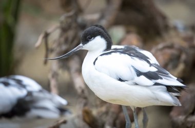 güzel alaca kılıçgaga, cadiz Körfezi sularının tarihinde recurvirostra avosetta.