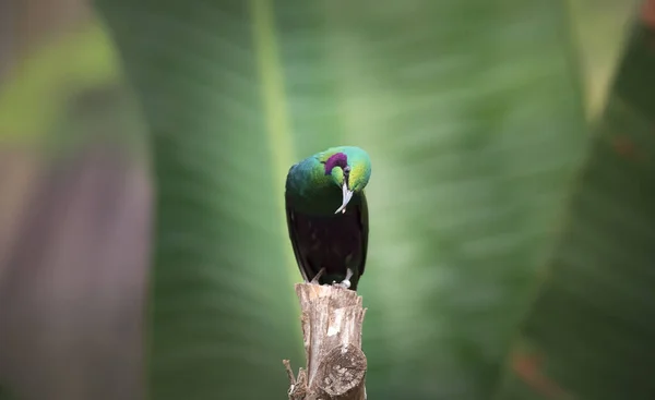 Zümrüt Starling Içinde Yapay Bir Yiyici Kuş Lamprotornis Purpureus Lamprotornis — Stok fotoğraf