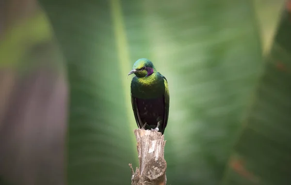 Zümrüt Starling Içinde Yapay Bir Yiyici Kuş Lamprotornis Purpureus Lamprotornis — Stok fotoğraf