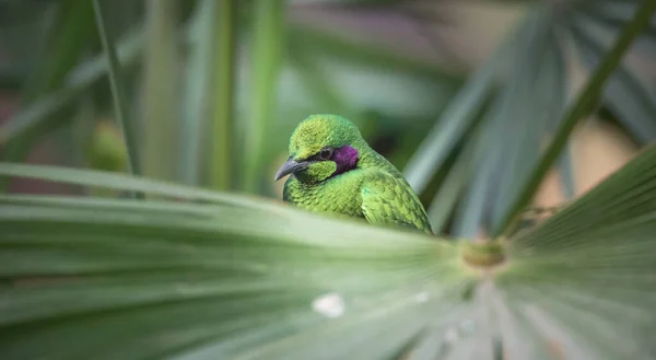 Emerald Starling Mangiatore Artificiale Questo Uccello Anche Conosciuto Come Lamprotornis — Foto Stock