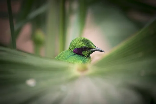 Smaragdstar Einem Esser Künstlich Dieser Vogel Ist Auch Bekannt Als — Stockfoto