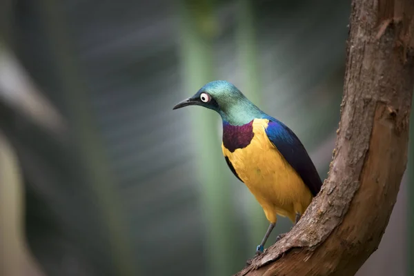 Golden Breasted Starling Perched Tree Branch Cosmopsarus Regius Best Photo — Stock Photo, Image