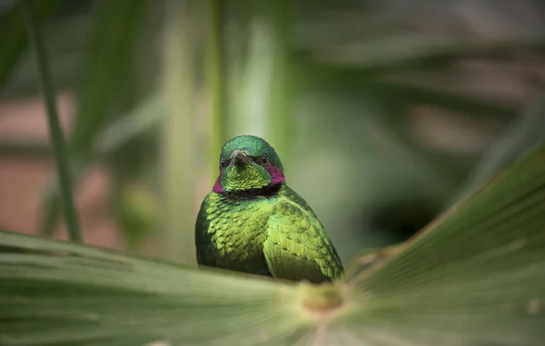 Emerald Starling Eater Artificial Bird Also Known Lamprotornis Purpureus Lamprotornis — Stock Photo, Image