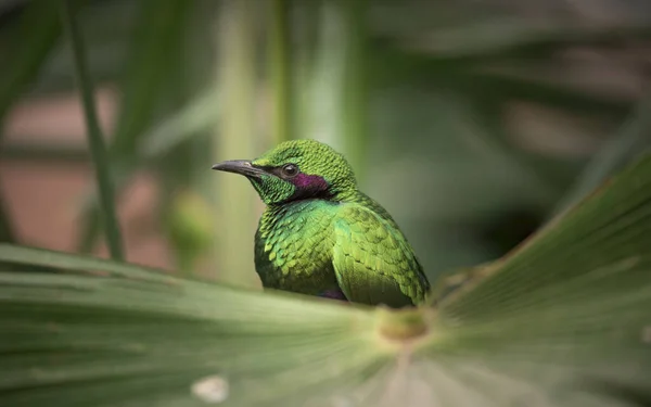 翡翠椋鸟食人工 这种鸟也被称为是 Lamprotornis Lamprotornis Metallique 翡翠椋鸟 紫色光泽椋鸟 — 图库照片