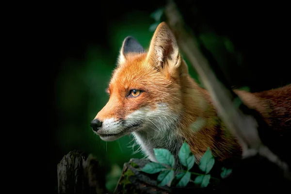 Nahaufnahme Eines Roten Und Weißen Fuchses Seitenansicht Detail Des Kopfes — Stockfoto