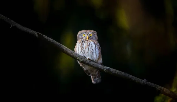 Glaucidium Passerinum Κάθεται Ένα Κλαδί Νύχτα Και Κοιτάζει Θήραμα Ελκυστική — Φωτογραφία Αρχείου