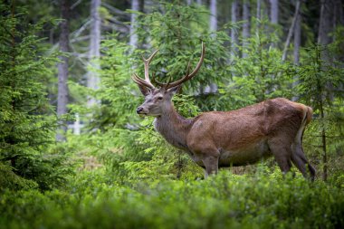 Geyik, Cervus elaphus, kadifede boynuzları büyüyen. Derin ladin ormanlarında kocaman bir geyik. Baharda vahşi hayvanlar. En iyi fotoğraf..