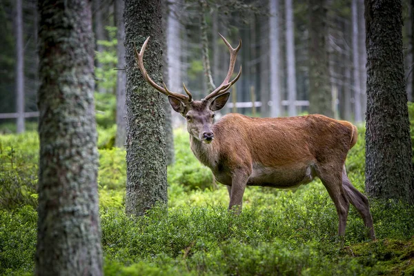 Veado Cervus Elaphus Com Chifres Crescendo Veludo Veado Enorme Floresta — Fotografia de Stock