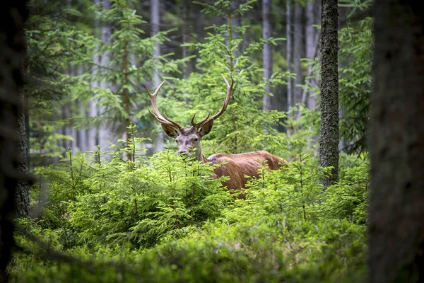 Geyik, Cervus elaphus, kadifede boynuzları büyüyen. Derin ladin ormanlarında kocaman bir geyik. Baharda vahşi hayvanlar. En iyi fotoğraf..