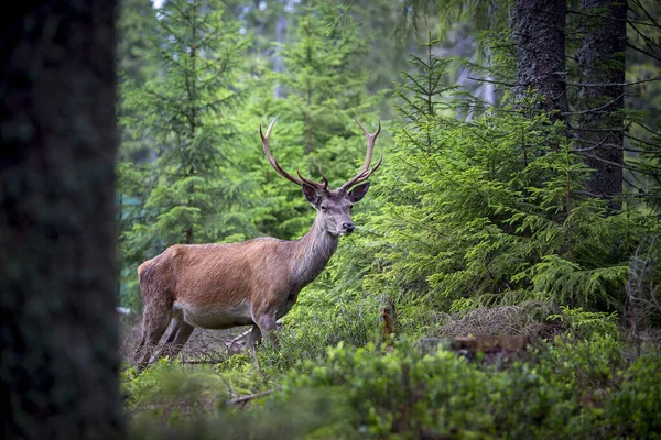 Veado Cervus Elaphus Com Chifres Crescendo Veludo Veado Enorme Floresta — Fotografia de Stock