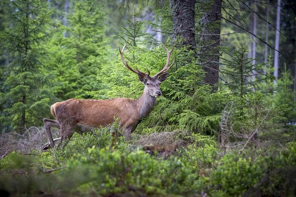 Hjort Cervus Elaphus Med Horn Som Växer Sammet Stor Hjort — Stockfoto