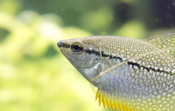 Trichopodus Leerii Tropische Fische Schwimmen Aquarium Foto Terbaik — Stok Foto