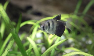Gymnocorymbus ternetzi. Tropische Fische Akvaryumdaki en iyi fotoğrafçı.