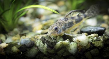 Corydoras paleatus. Tropische Fische Akvaryumdaki en iyi fotoğrafçı.
