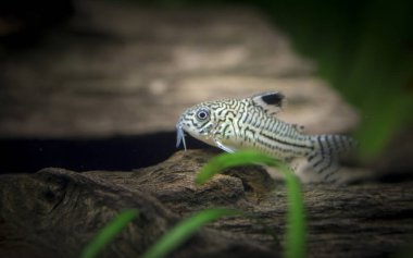 Corydoras julii. Tropische Fische Akvaryumdaki en iyi fotoğrafçı.