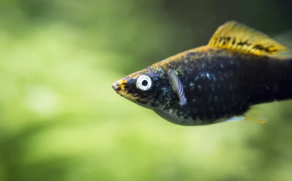 Xiphophorus Hellerii Tropische Fische Schwimmen Aquarium Foto Terbaik — Stok Foto