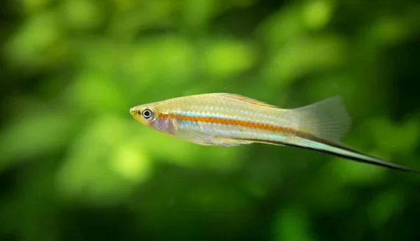 Xiphophorus Hellerii Tropische Fische Schwimmen Aquarium Nejlepší Fotografie — Stock fotografie