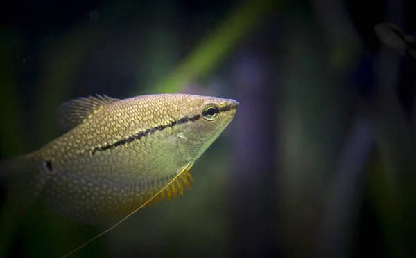 Trichopodus Leerii Tropische Fische Schwimmen Aquarium Migliore Foto — Foto Stock