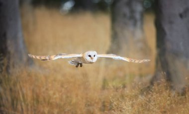 Karanlık ormanda baykuş. Ahır baykuşu, Tyto Alba, yeşil eğreltiotu olan yaşlı ağaç kütüğünde uçan güzel kuş, güzel bulanık ışık yeşil arka plan, doğal ortamdaki hayvan, en iyi fotoğraf..