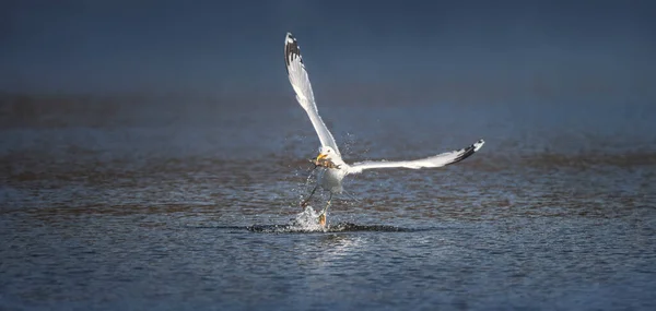落叶松海鸥在池塘里捕食的野生动物背景 飞越水面捕鱼 它们的喙里有鱼 最好的照片 — 图库照片