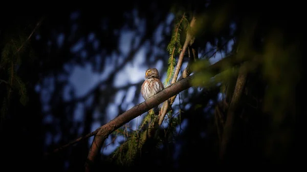 Glaucidium Passerinum Сидить Гілці Вночі Дивиться Здобич Привабливий Портрет Сови — стокове фото